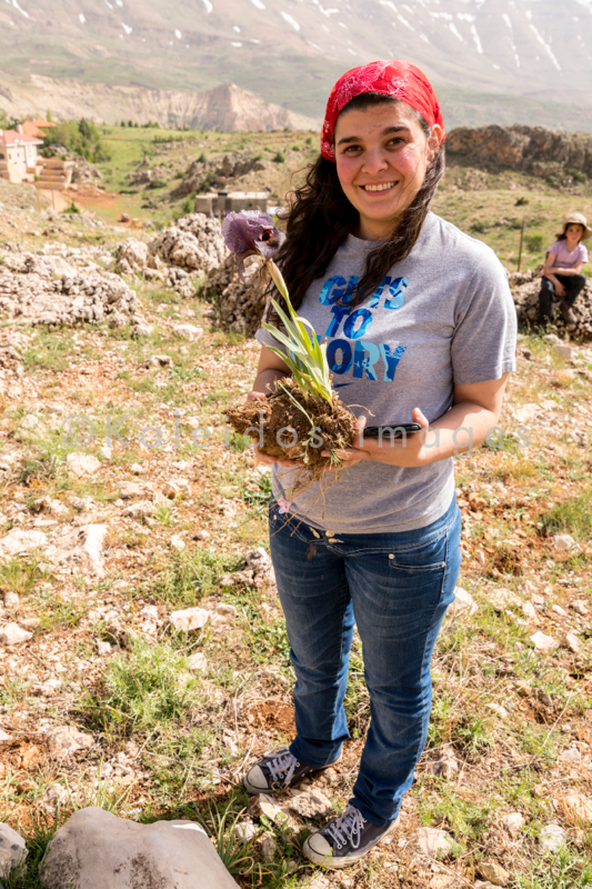 Al Arz;Iris;Iris Cedreti;Kaleidos;Kaleidos images;Lebanon;Middle East;Near East;Tarek Charara;Youssef Tawk;Flowers;Endemic;Endemic species;Critically endangered;Critically endangered species